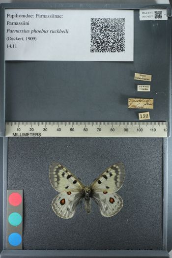 Media type: image;   Entomology 174377